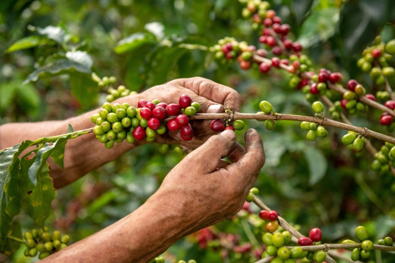 Conoce la Cultura del Café Colombiano