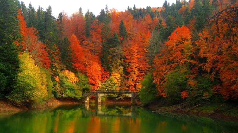 Otoño en la Selva de Irati