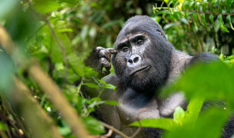 Recorriendo Uganda con singles