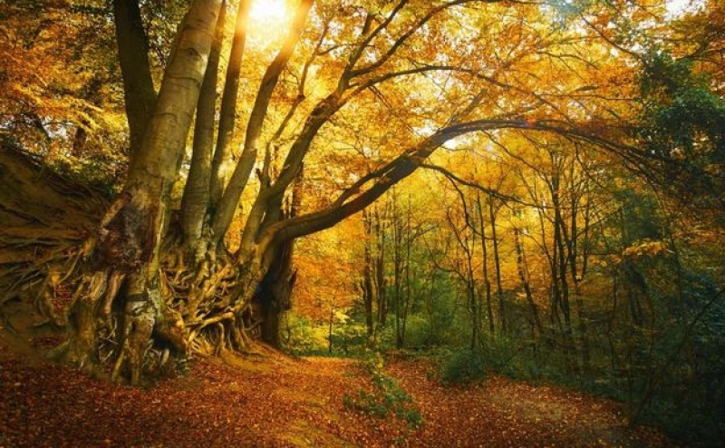 Valporquero y bosques de León