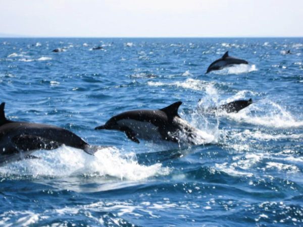 Día 3 · ¡En busca de delfines!