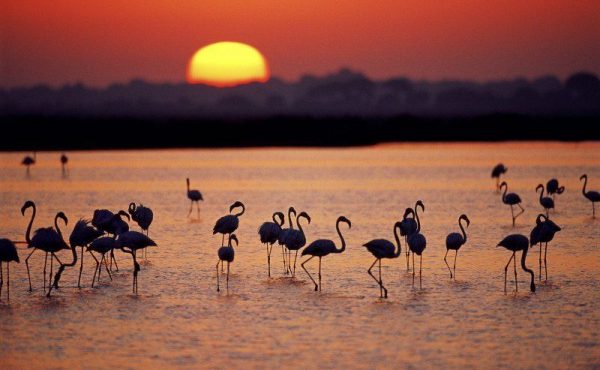 donana_atardecer
