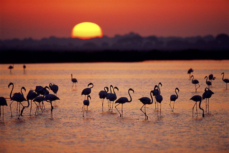 Día 4 · Espacio natural de Doñana (Patrimonio de la Humanidad)