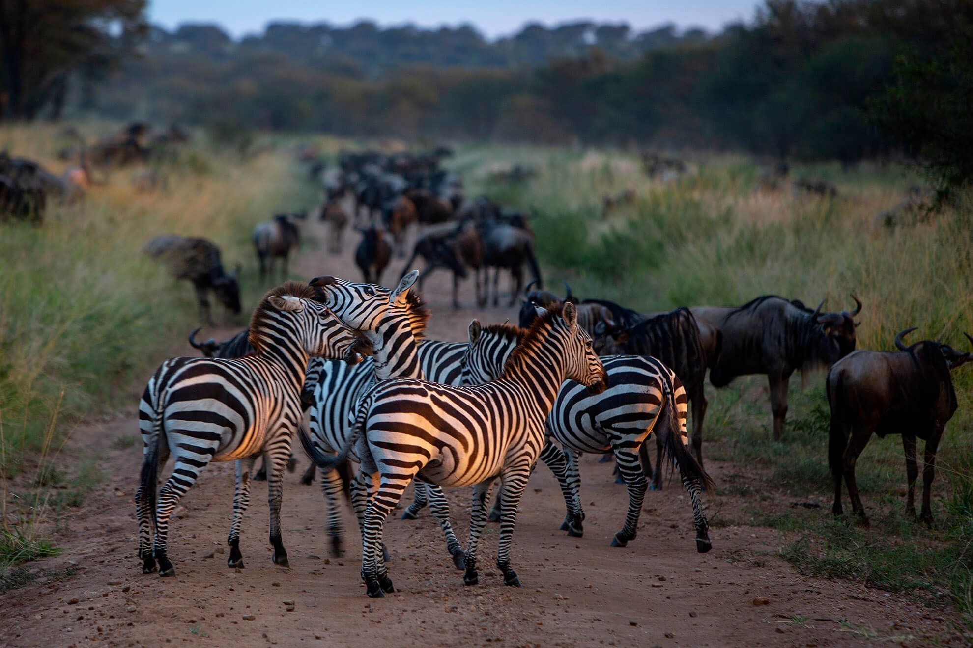 Día 5 · LAGO MANYARA/P.N SERENGUETI