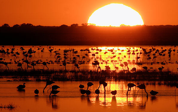 Día 3 · Espacio natural de Doñana (Patrimonio de la Humanidad)